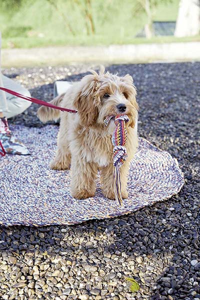 Jouet pour chien